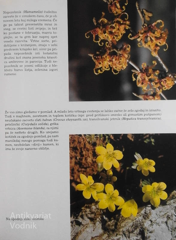 MED LJUDMI IN RASTLINJEM, Ciril Jeglič