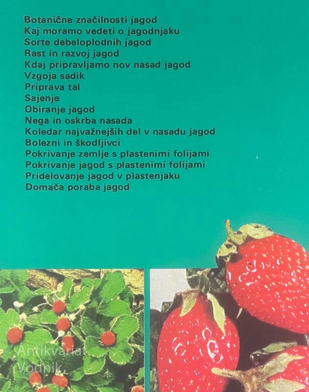 JAGODE, Viktor Bajec