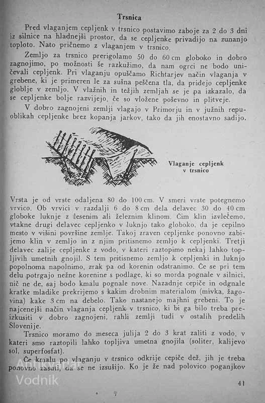 SODOBNO VINOGRADNIŠTVO, Tit Dobršek