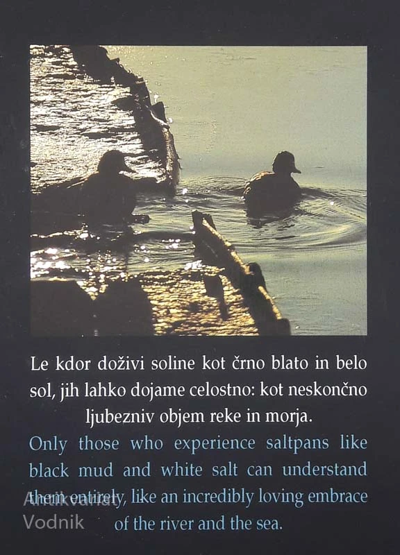 SEČOVELJSKE SOLINE, Iztok Geister