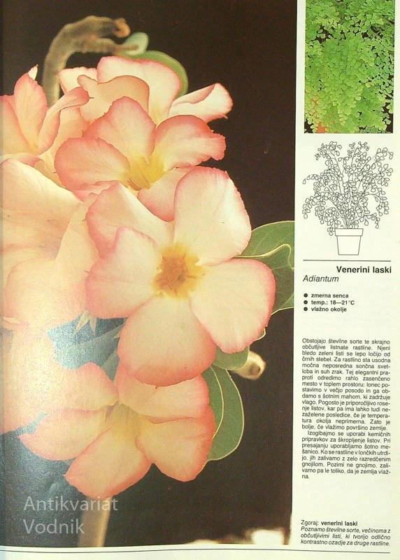 ILUSTRIRANI VODNIK: 500 SOBNIH RASTLIN, William Davidson