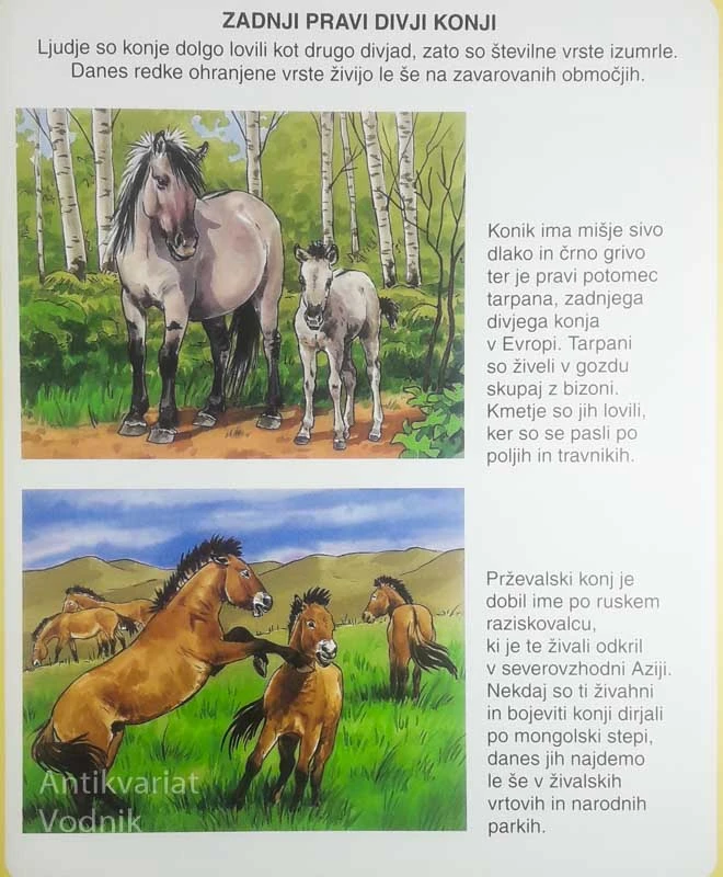 PODOBE KONJEV, več avtorjev
