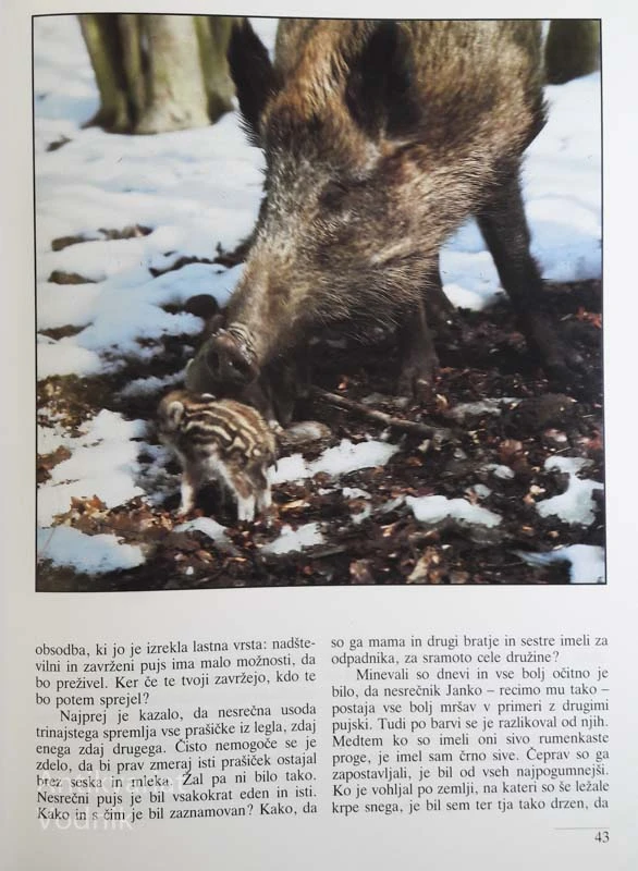 SVET, KI IZGINJA, Petar Lalović