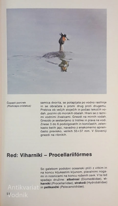 NAŠI PTIČI, Janez Gregori in Ivan Krečič
