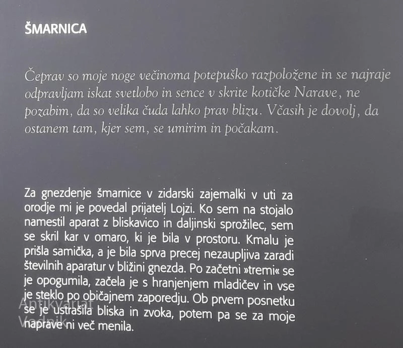 PTICE, Boris Kozinac