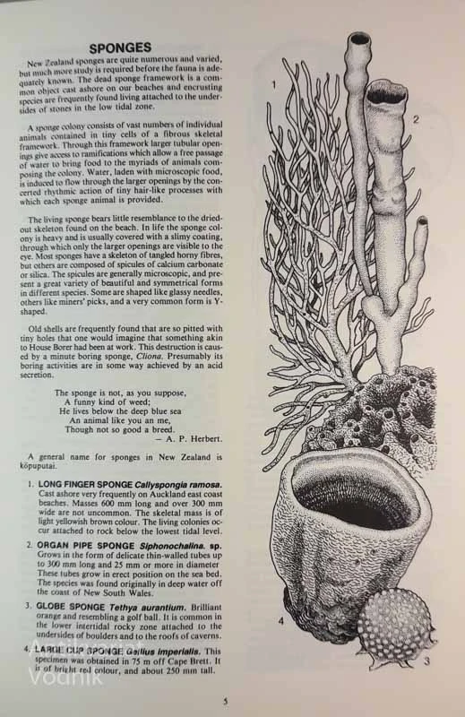 Native Animals of New Zeland, A. W. B. Powell