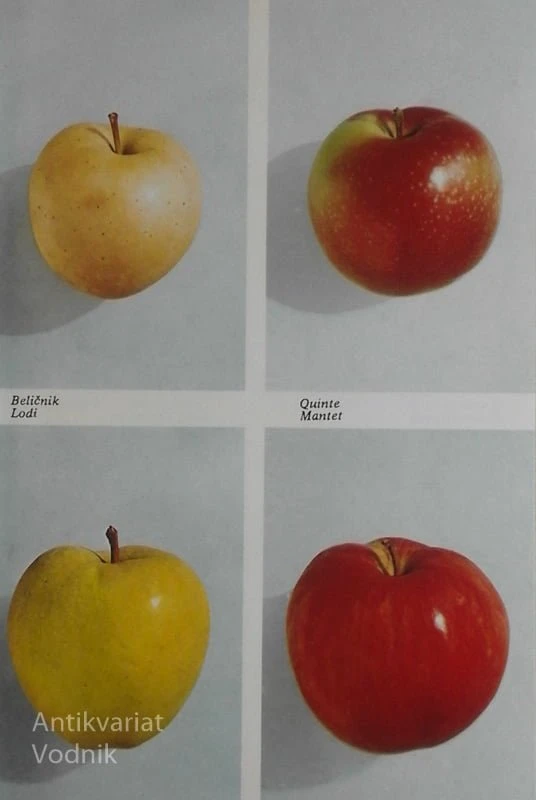 NAŠE SADJE, več avtorjev