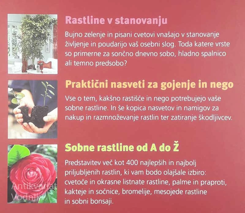 OKRASNE RASTLINE ZA VAŠ DOM, Manja Štrum Dolinšek