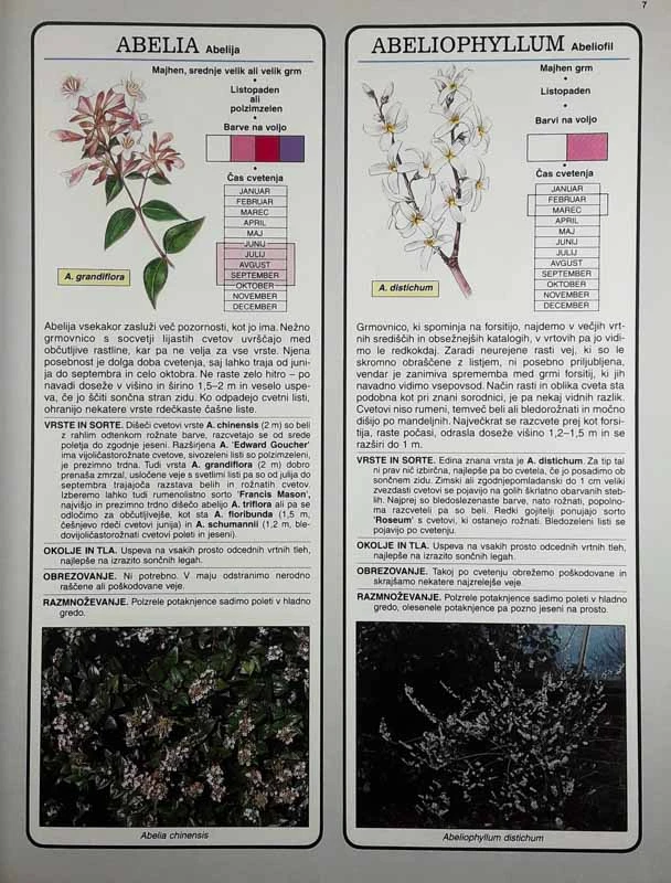 CVETOČE GRMOVNICE, Dr. Hessayon