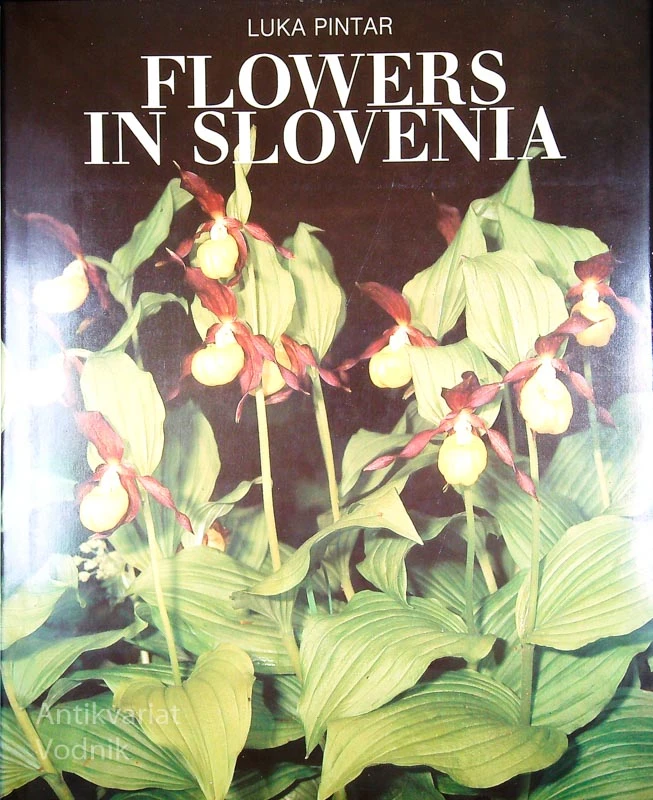 FLOWERS IN SLOVENIA, Luka Pintar