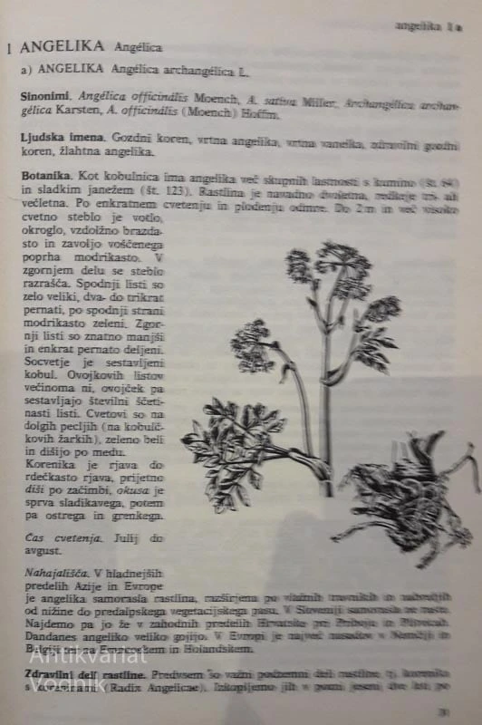 ZDRAVILNE RASTLINE IN NJIH UPORABA, Richard Willford