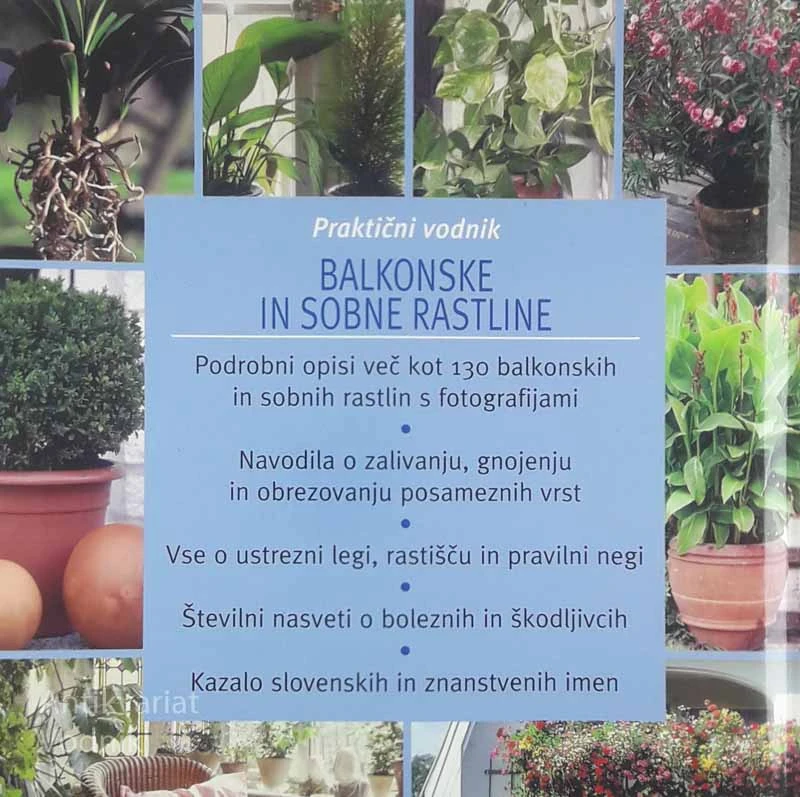 BALKONSKE IN SOBNE RASTLINE; PRAKTIČNI VODNIK, Andrea Rausch
