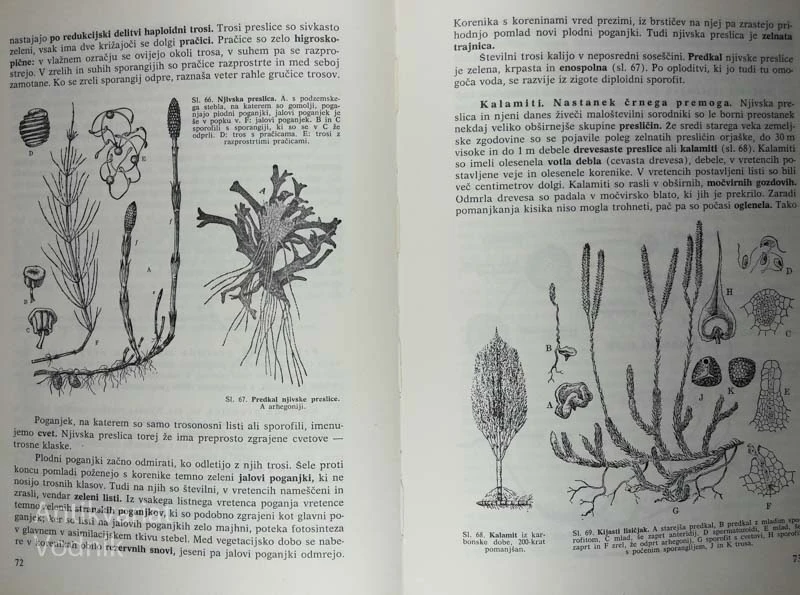 BOTANIKA, Leon Detela