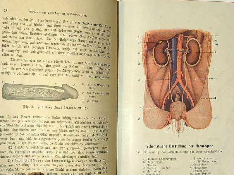 GEHEIMNISSE DER BEUGUNG UND DAS GESCHLECHTSLEBEN DES MENSCHEN, Dr. med. Kress