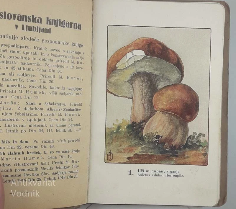 NAŠE GOBE, Ante Beg