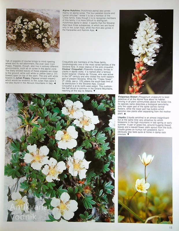 FLOWERS IN SLOVENIA, Luka Pintar