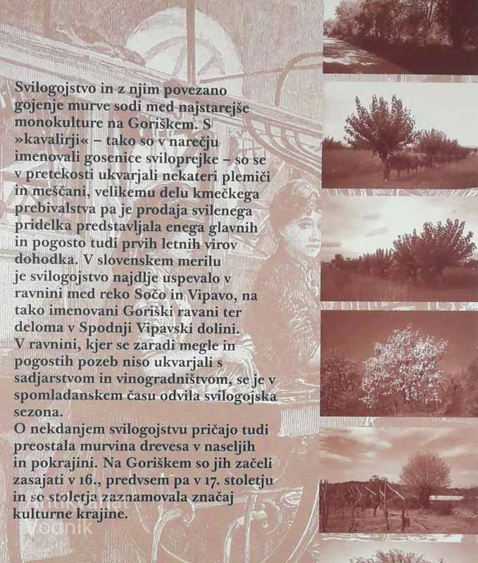 MURVE IN KAVALIRJI; Svilogojstvo na Goriškem, Vesna Mia Ipavec