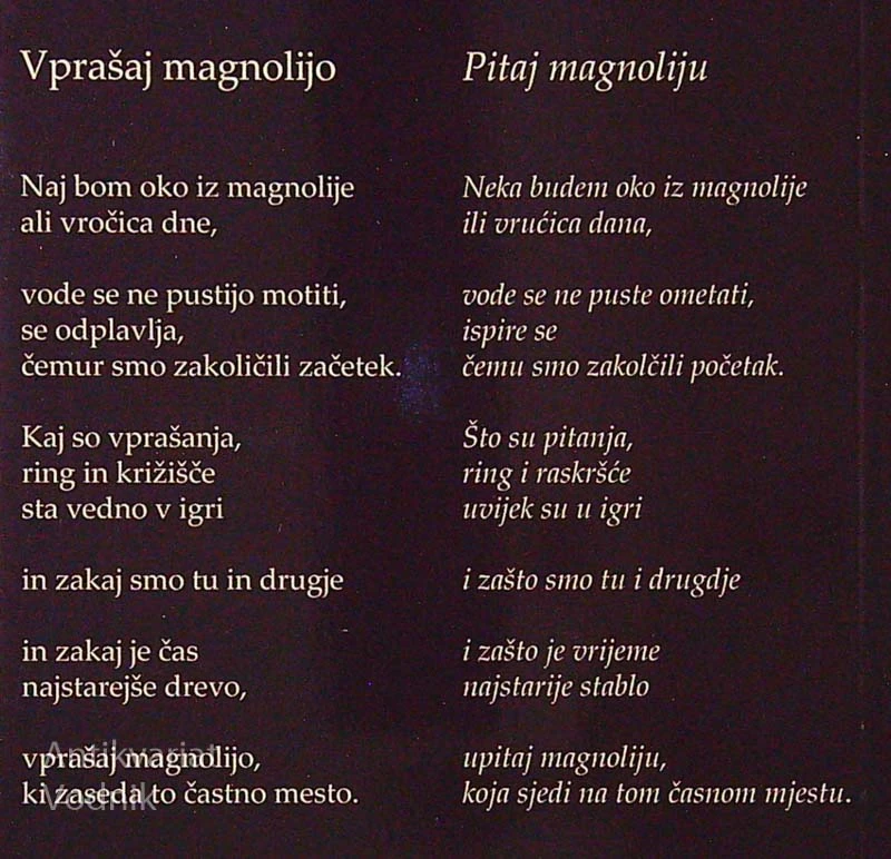 VPRAŠAJ MAGNOLIJO / PITAJ MAGNOLIJU, Vanja Strle