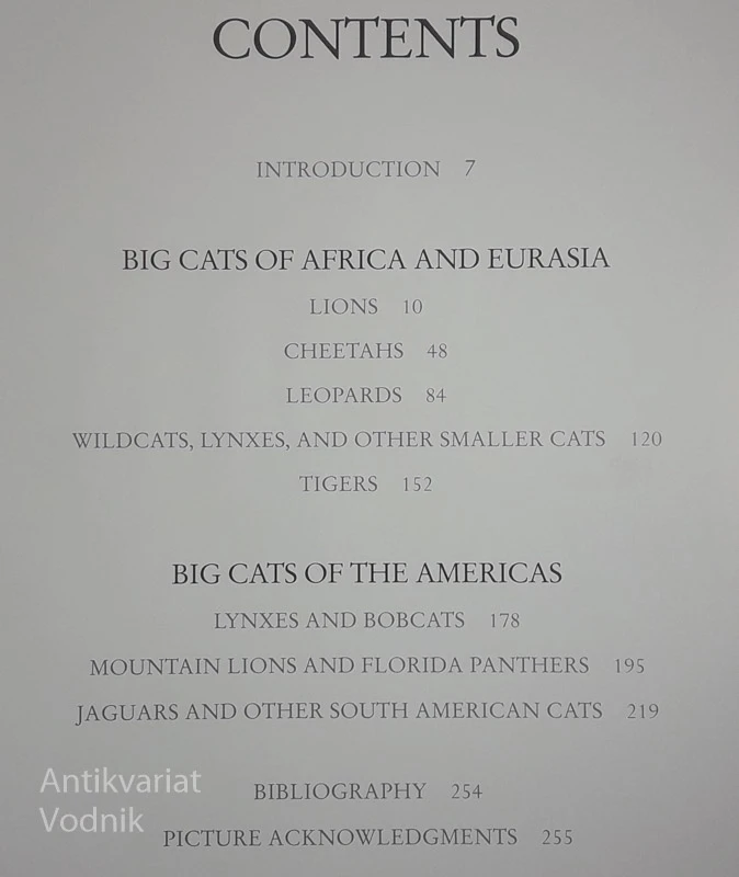 SPIRIT OF THE WILD CAT