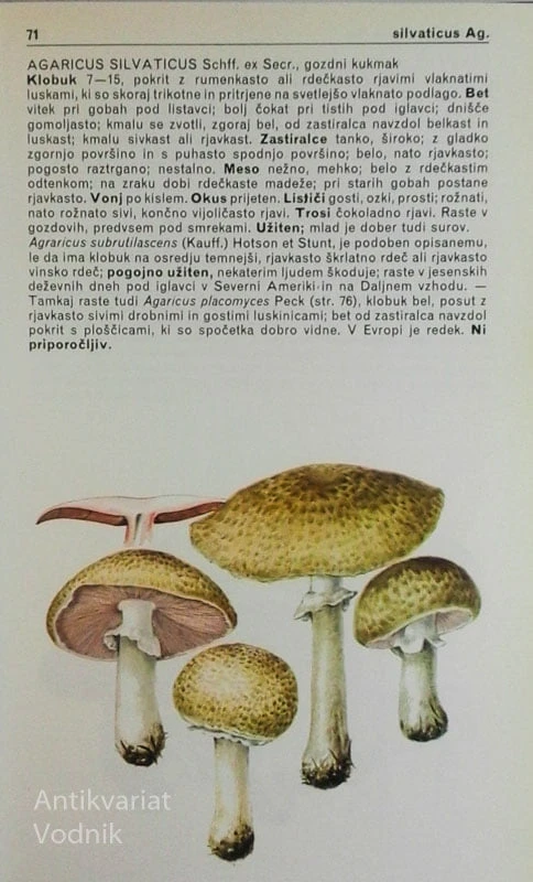 VSE O GOBAH, Giuseppe Pace