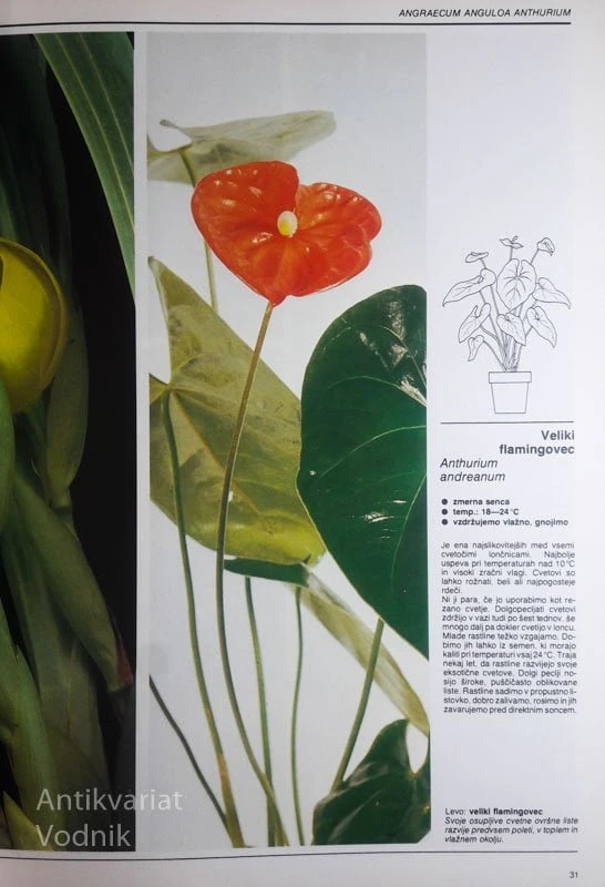 500 SOBNIH RASTLIN, Ilustrirani vodnik, zbral: William Davidson