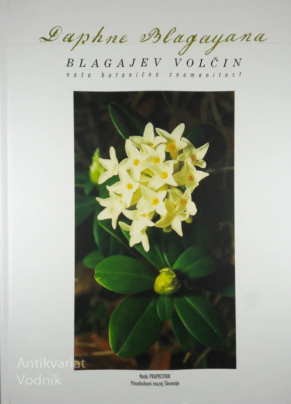 BLAGAJEV VOLČIN / BLAGAY’S DAPHNE, Nada Praprotnik