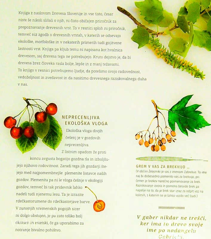 DREVESA SLOVENIJE IN VSE TISTO, ČESAR NISTE ŠE NIKOLI SLIŠALI