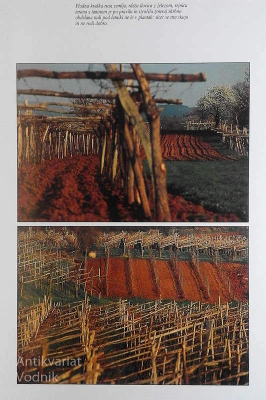 SLOVENSKI VINOGRADI, foto Joco Žnidaršič, besedilo Tone Pavček
