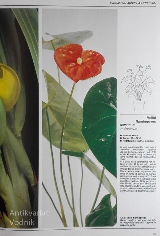 ILUSTRIRANI VODNIK 500 SOBNIH RASTLIN
