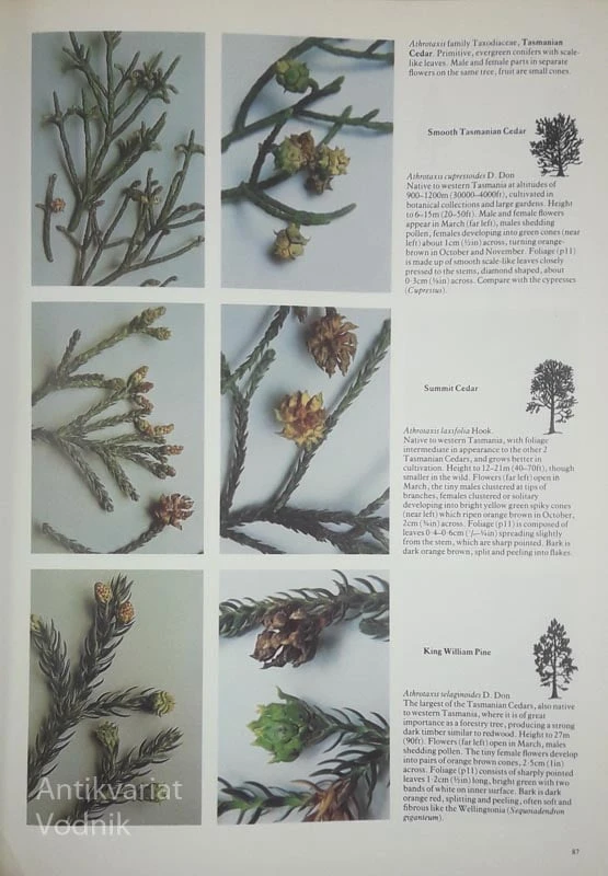 TREES IN BRITAIN EUROPE AND NORTH AMERICA, Roger Phillips
