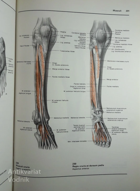 ANATOMSKI ATLAS IZ SISTEMSKEGA IN TOPOGRAFSKEGA GLEDIŠČA, 3. deli, Bertolini & Leutert