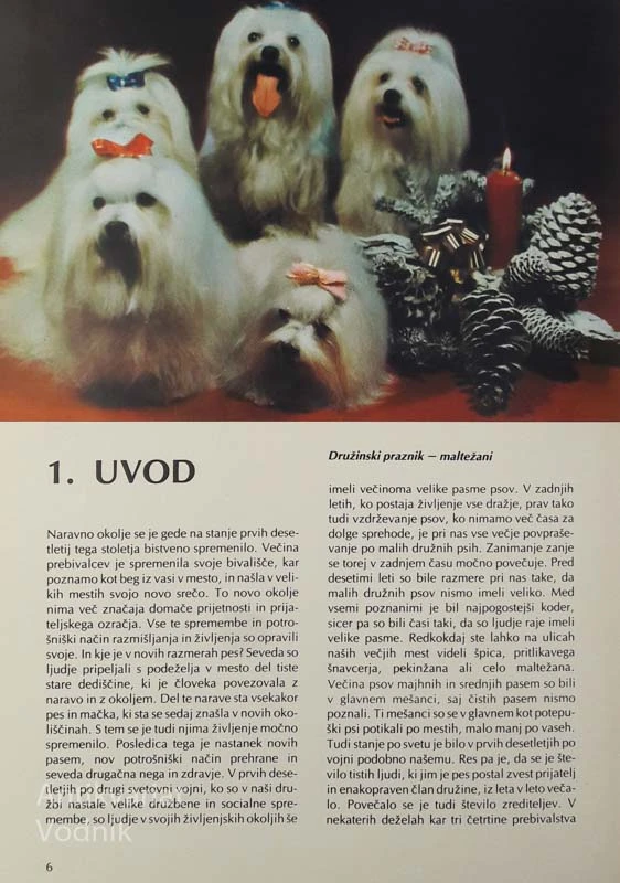 MALI DRUŽNI PSI, Gorazd Gavez