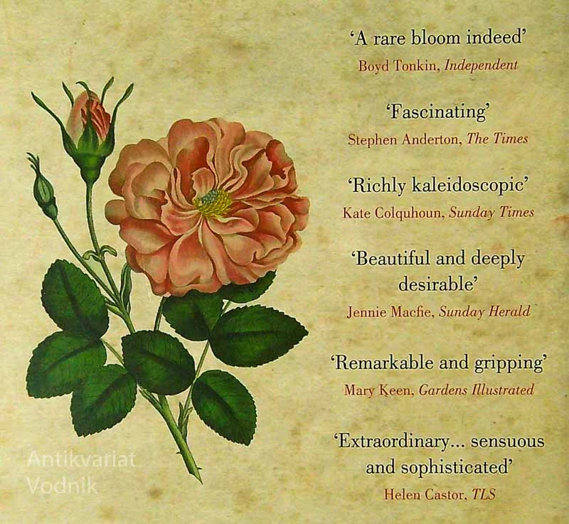THE ROSE, Jennifer Potter