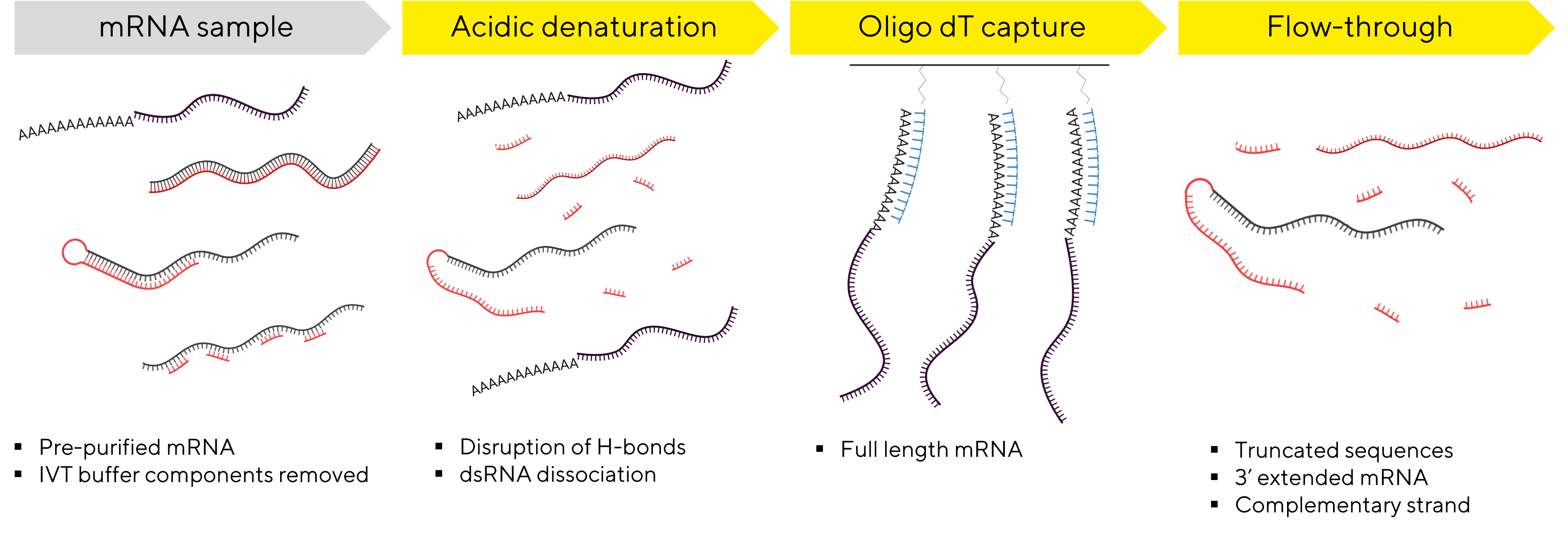 How Acidic Denaturation Facilitates dsRNA Removal