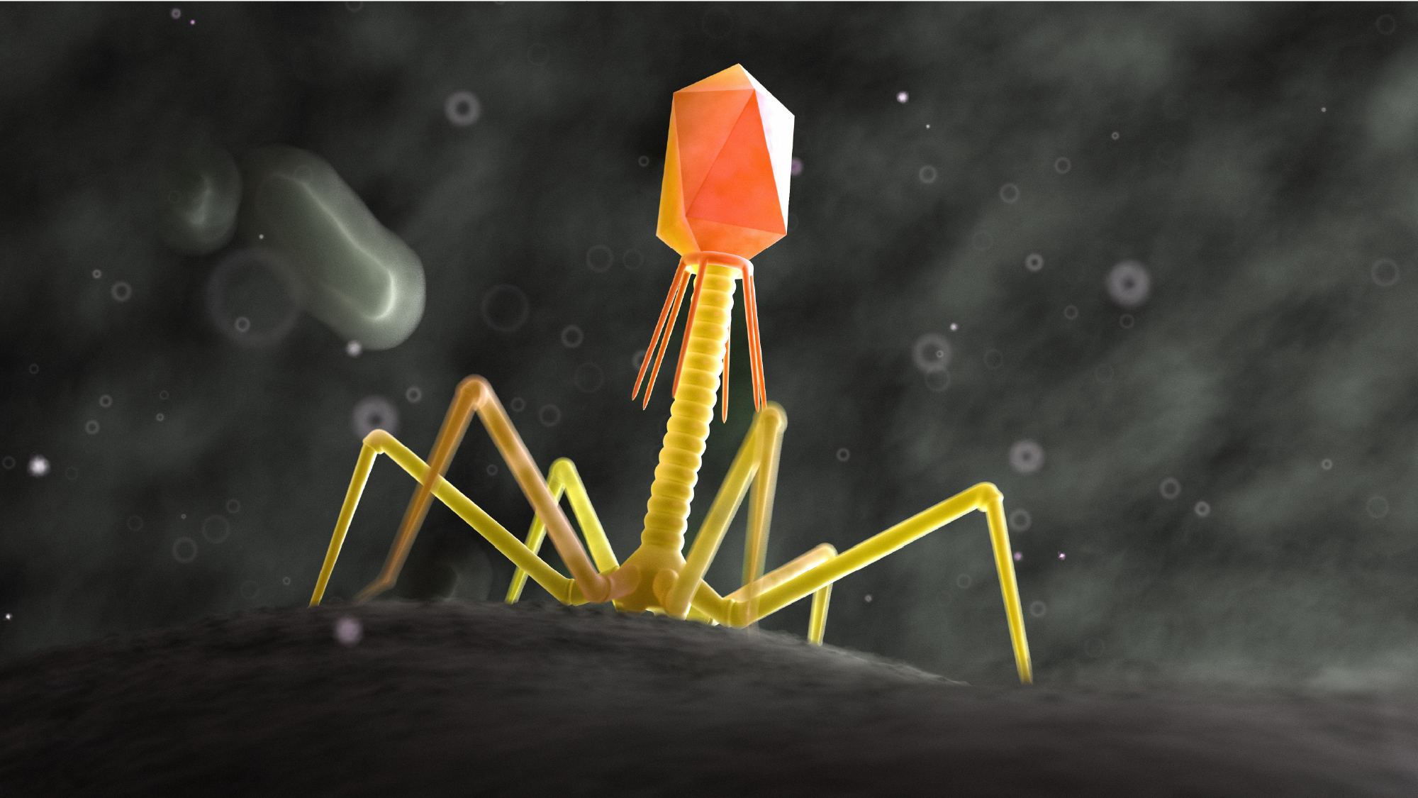 Phage, bacteriophage