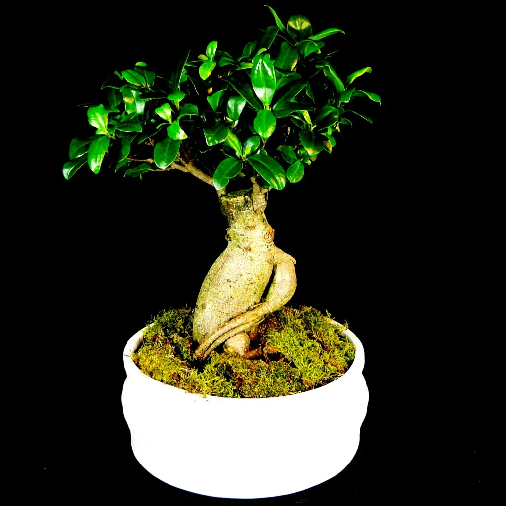 Ginseng