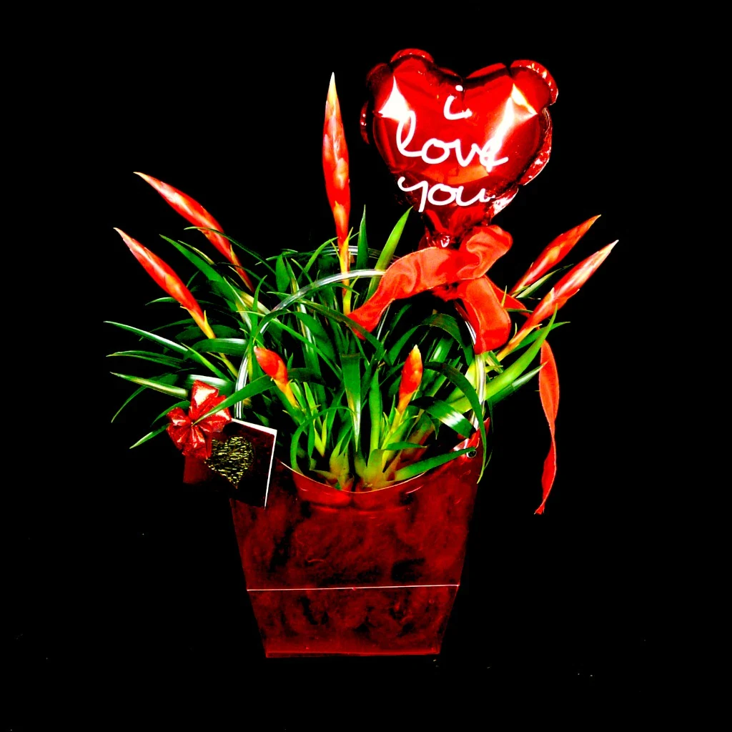 Cvetoča bromelija