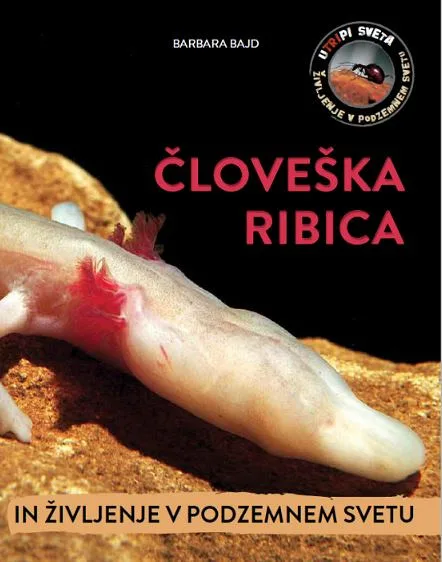 Človeška ribica