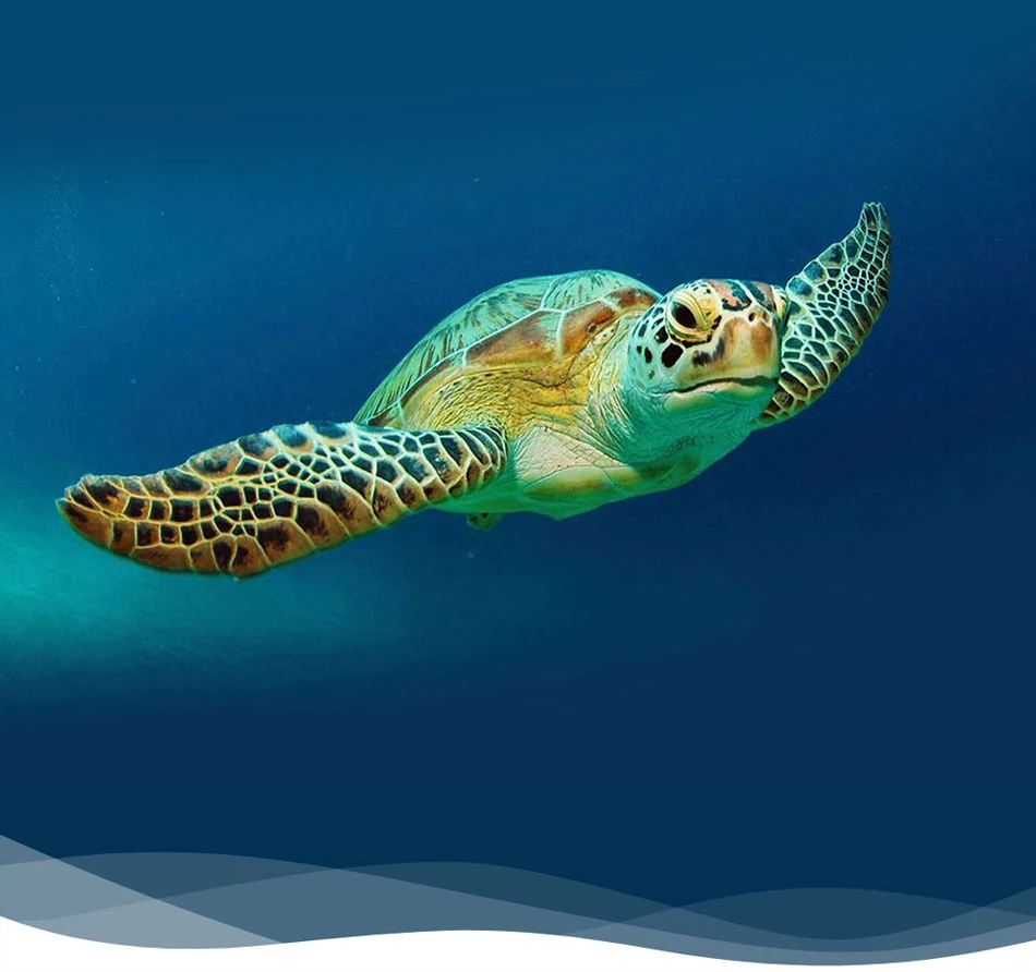 Sea turtle swimming in clean ocean