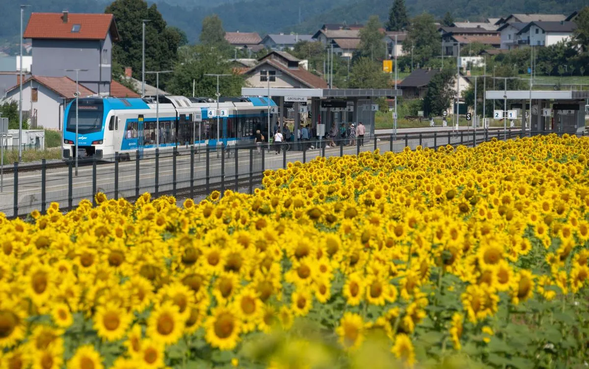 Sončnice