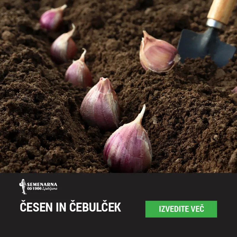 Čebulček in česen