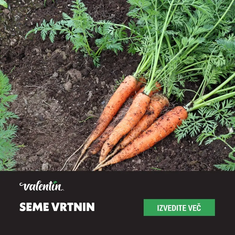 Seme vrtnin