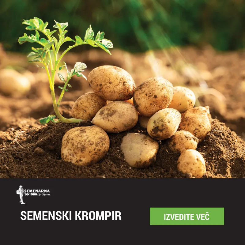 Semenski krompir