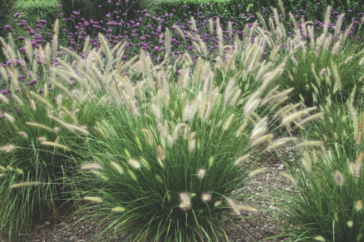 PERJANKA (Pennisetun alopecuroides Hameln), P14H40