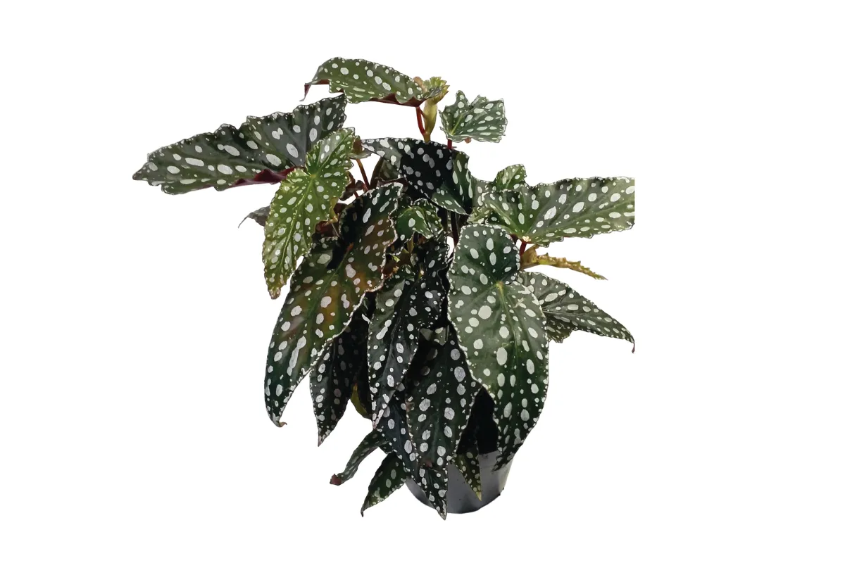 BEGONIJA (Begonia sp Spotlight Green), P14H25
