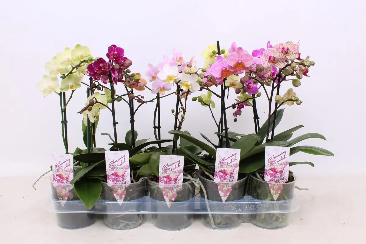 ORHIDEJA PHALENOPSIS (Phaleanopsis sp.), MIX, 2 stebelna 12/14 CVETOV, P12H60, A1