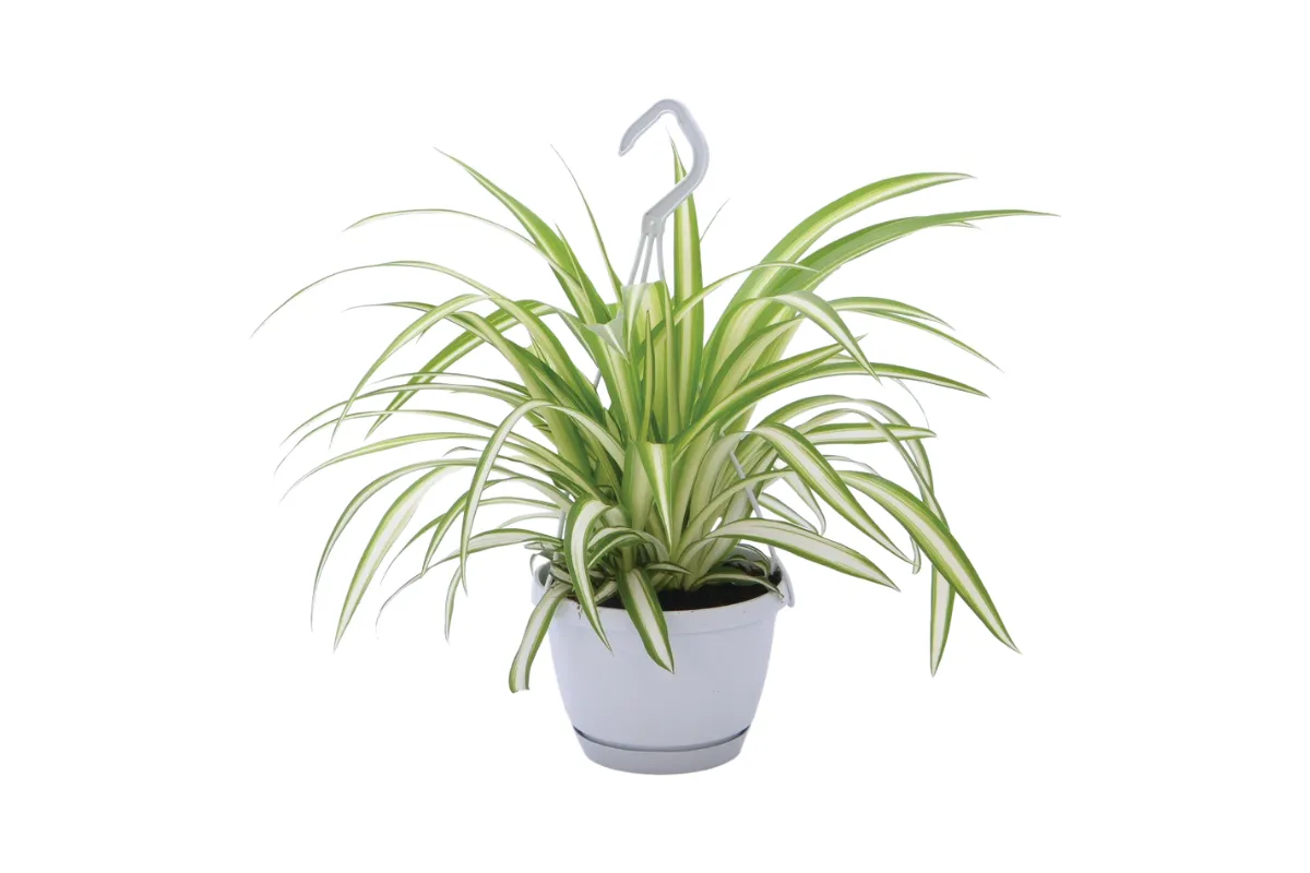 CHLOROPHYTUM ( Chlorophytum com. Variegatum) P12h25