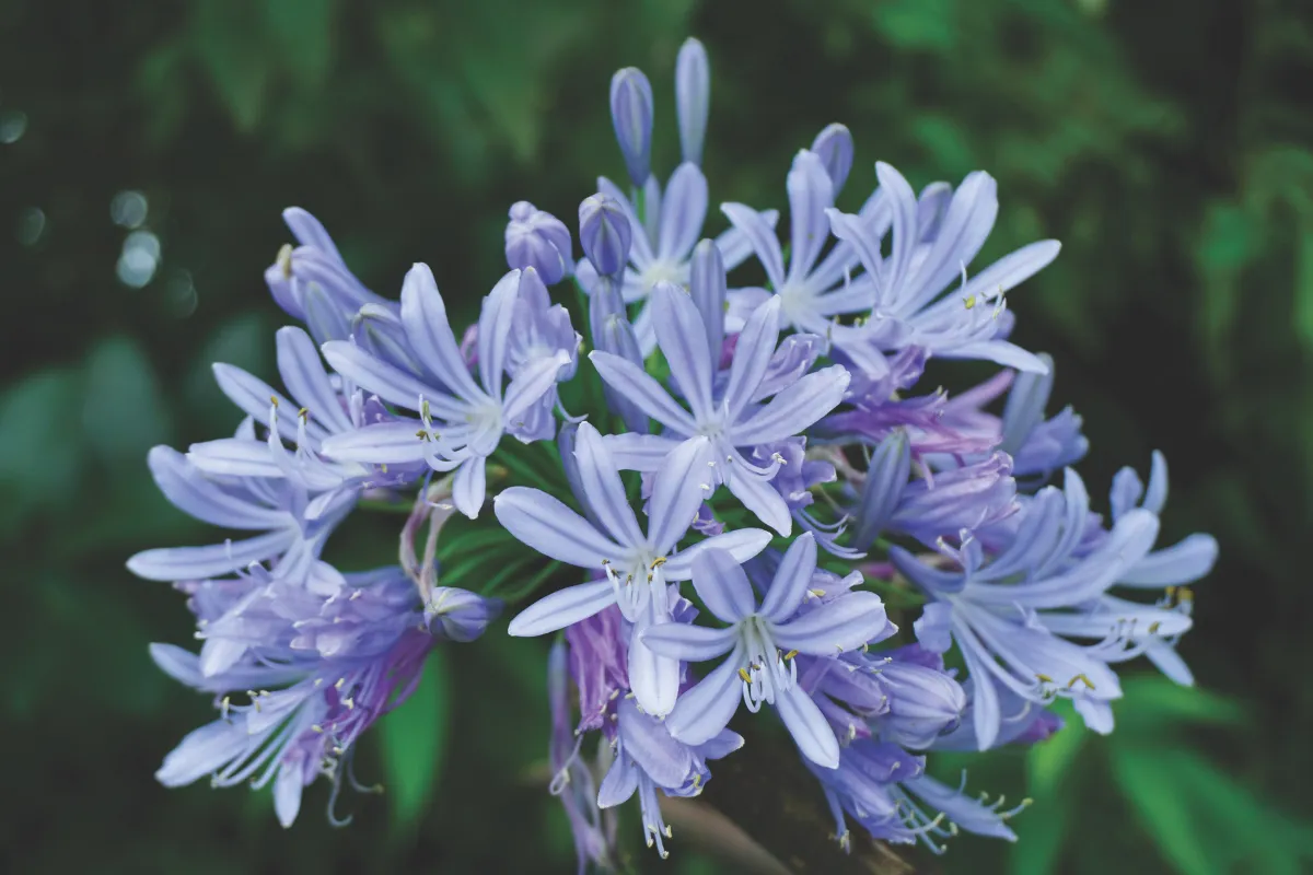 AFRIŠKA LILIJA (Agapanthus mixed),  P21H35