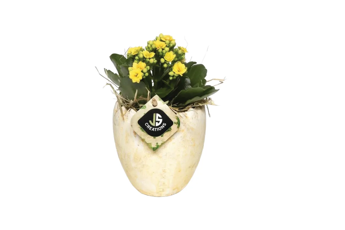 NASAD, CVETOČ VELIKONOČNI, (Kalanchoe), P11H25