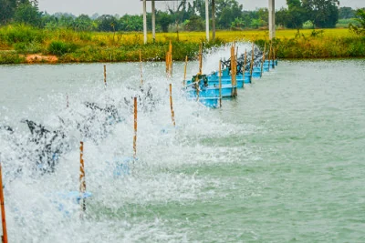 paddle system to bring oxygen in the water